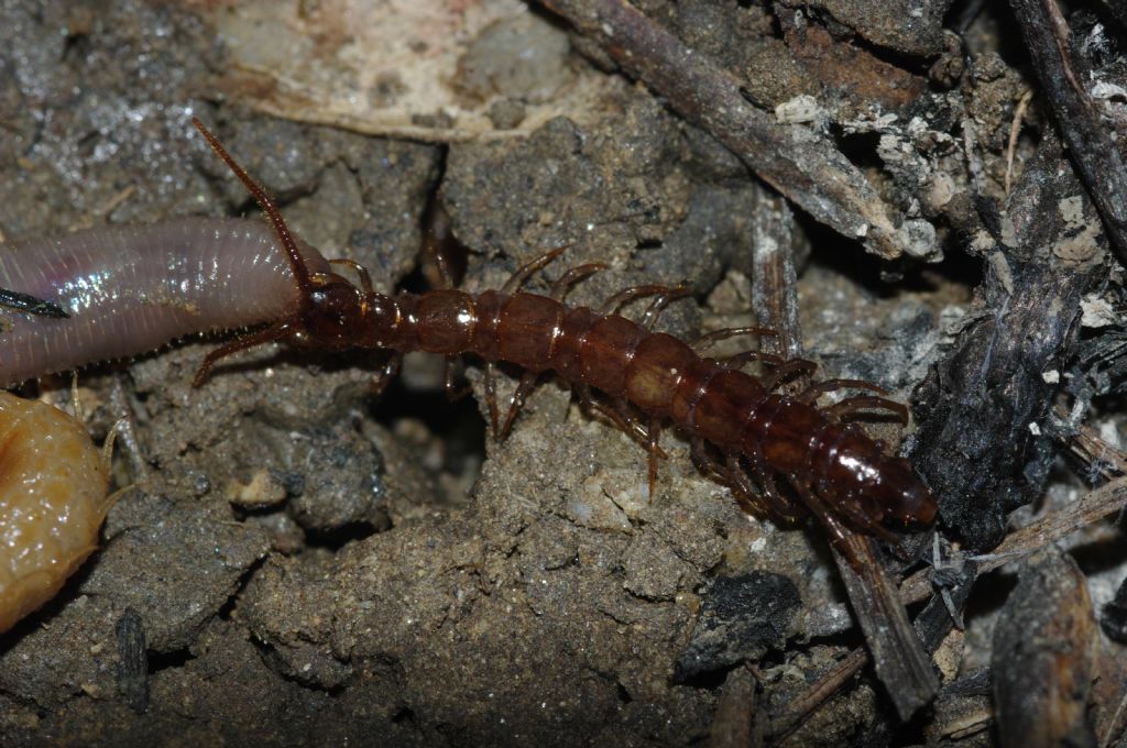 Un geofilomorfo ed un litobiomorfo si nutrono di un lombrico